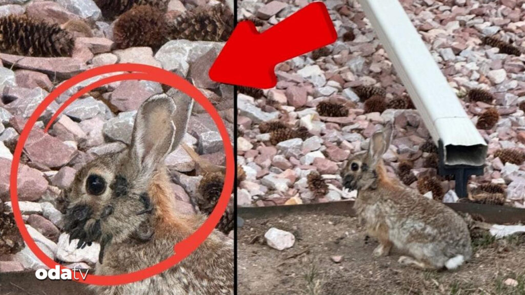 abdde frankenstein tavsan alarmi insanlara bulasiyor mu U5bNAFFR