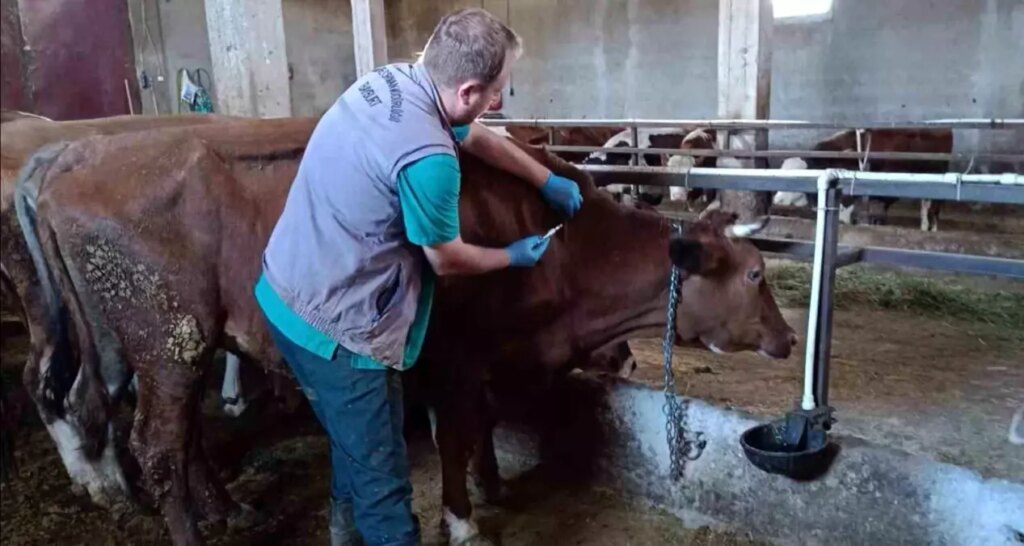Bayburt’ta Şap Aşılama Kampanyası Başladı