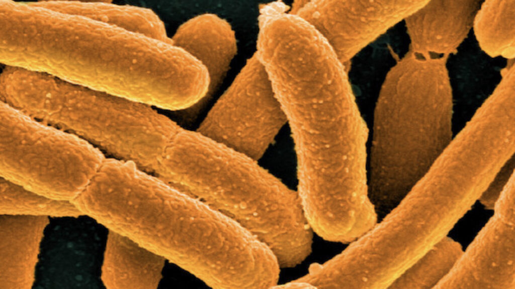 Bilim insanları bugüne kadarki en sentetik canlıyı oluşturdu