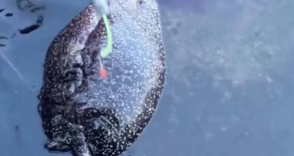 denize agini atan balikci hayatinin sokunu yasadi daha once hic gormedigi bir canavarla karsilasti 2uAIebyr