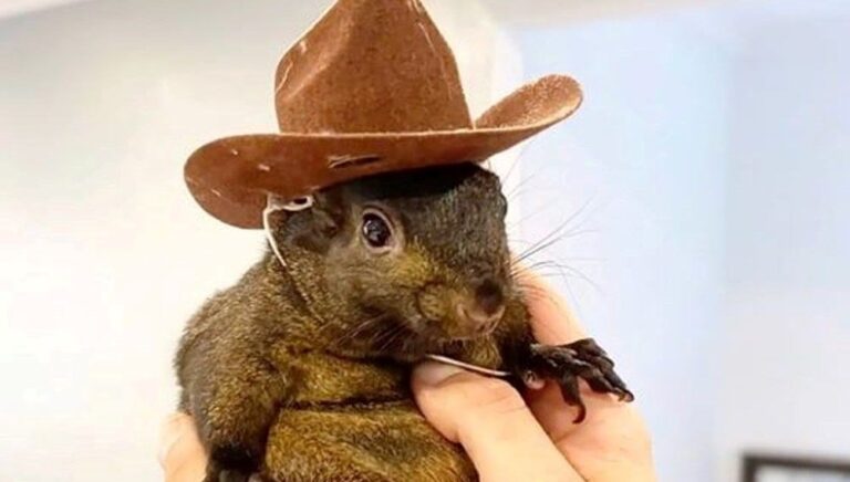 fenomen sincap peanutin olumu new yorka bela olacak Fcc8Ls88