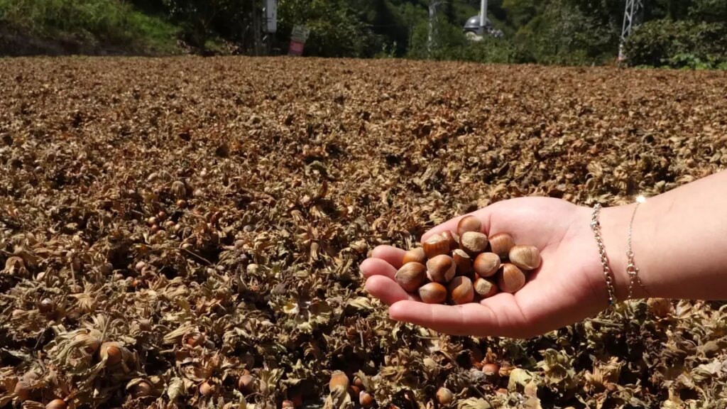 findik ihracati tarihi rekor kiracak h6MeVCfU
