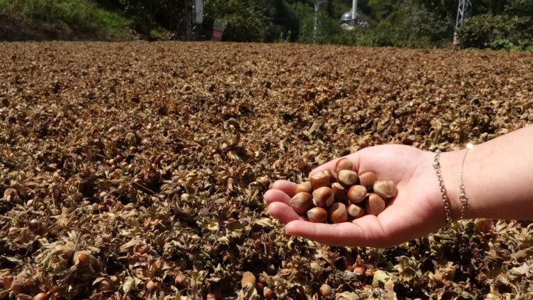 findik ihracati tarihi rekor kiracak h6MeVCfU