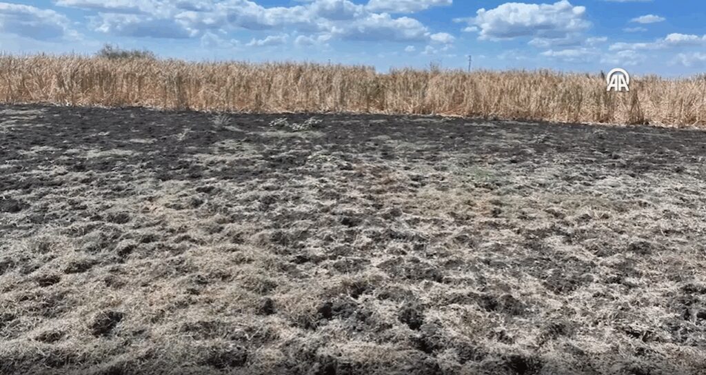 Kuraklık vurunca gölet kurudu, sazlığa dönüştü