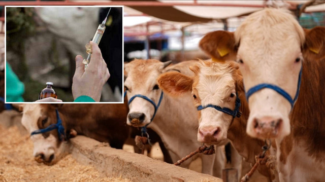 tarim ve orman bakan yardimcisi gumen asisi olmayan hicbir hayvanin da sevkine izin verilmeyecek ExtT5beh