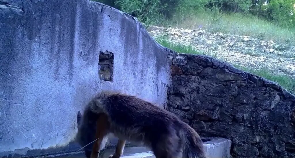 uludagda sincap ve tilki su icerken yakalandi Eq8JMH52