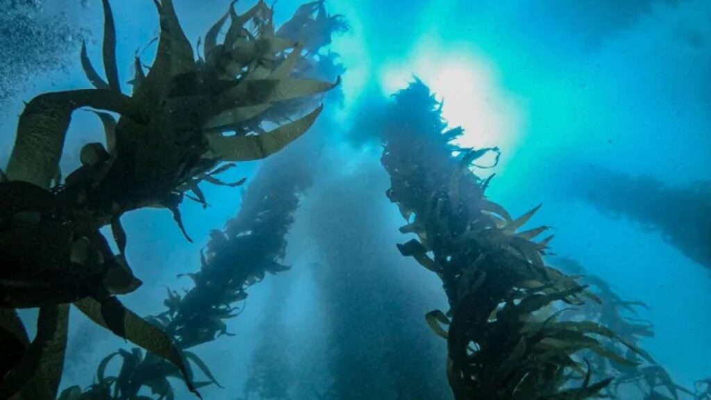 denizlerin gizli hazinesi okyanusun yesil kalbi Hfcyh2PR