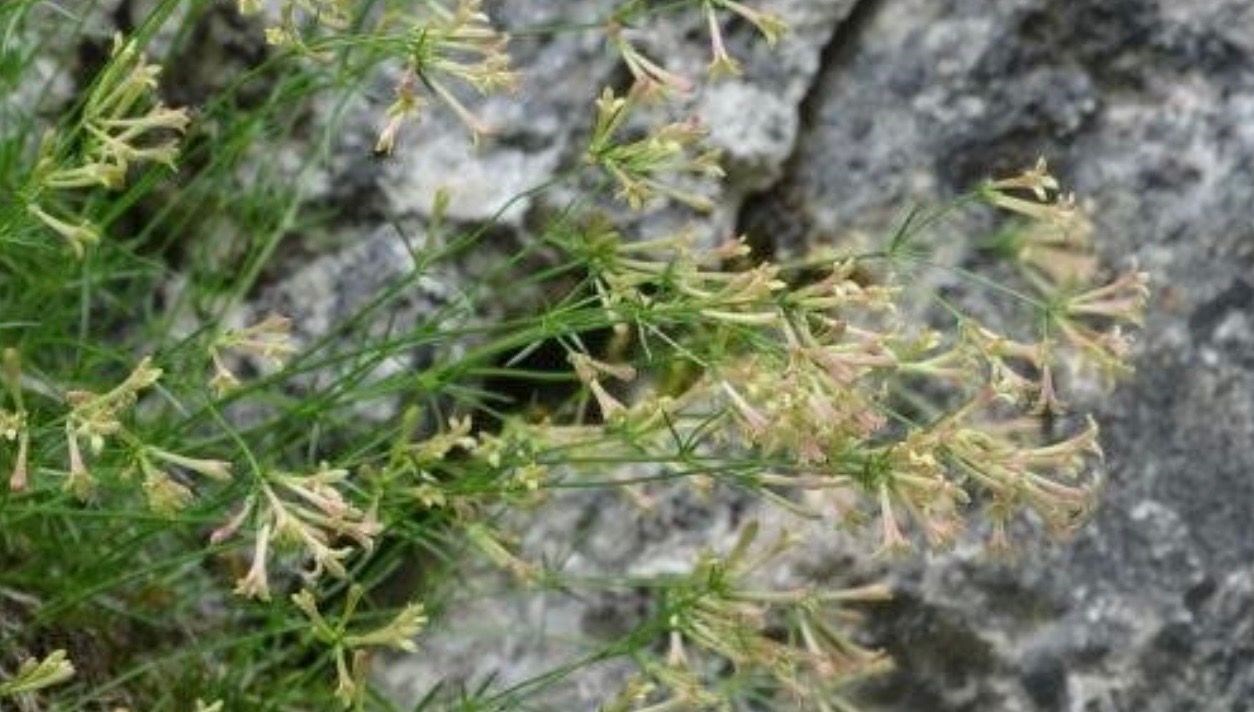 endemik bitki turu kesfedildi paflagonya belumotu adiyla literature girdi nntl4Zvg