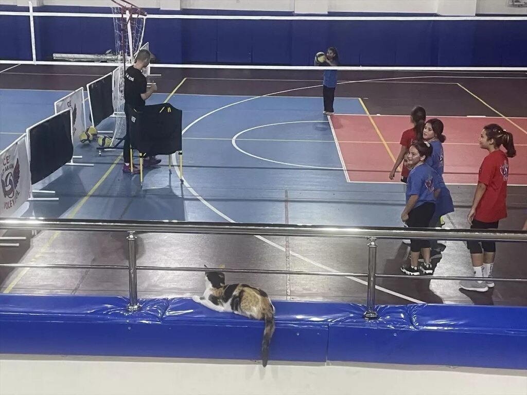 tekir kedi voleybol kursunun maskotu oldu asMUgrU7