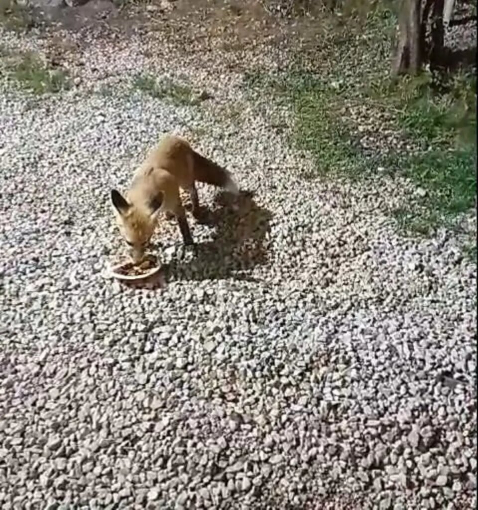 tilki rifkinin alabalik dostlugu nlRAMGHu