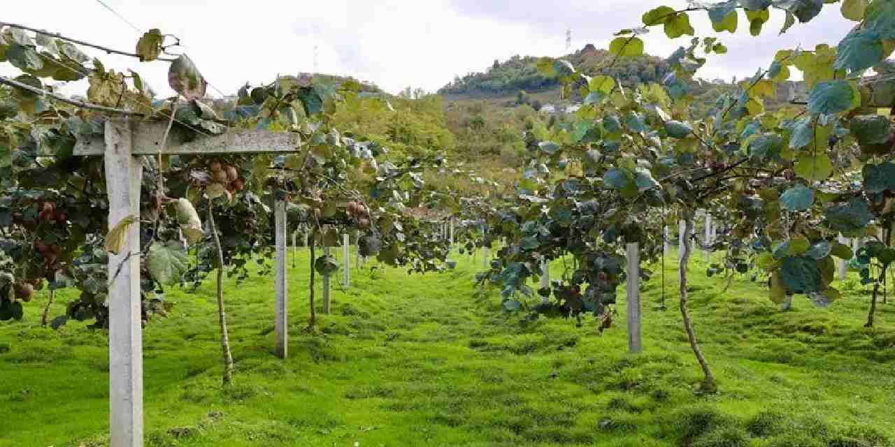 4 bin ton rekolte bekleniyor kilogram fiyati belli oldu vZjurmxC.jpg