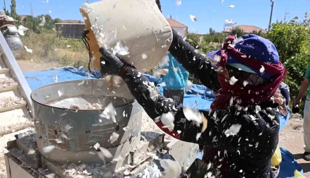 Aksaray Organik Sarımsağı 2025 Ekim Sezonuna Girdi