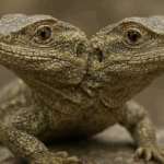 bilim insanlarini sasirtan fosil 125 milyon yasinda ve iki basi var KfAZWW1T.png