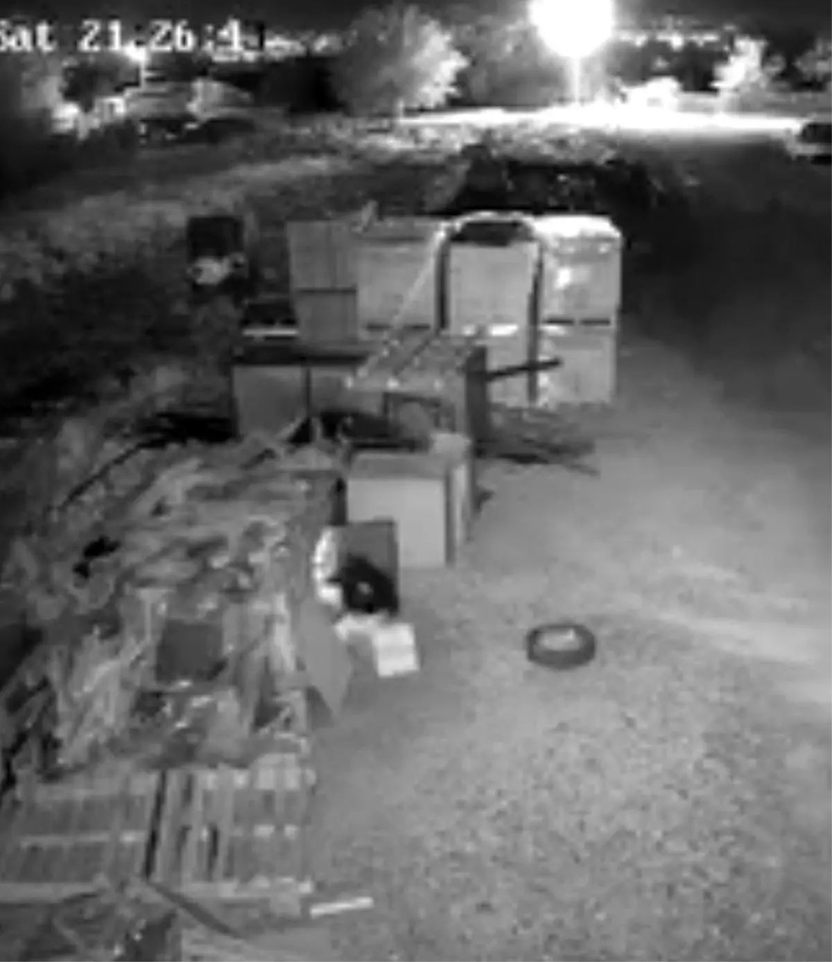 elazigda guvercin hirsizligi guvenlik kamerasinda BNSgPHbg.jpg