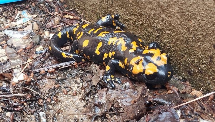 nesilleri tehdit altinda bitliste sari benekli semenderler goruldu zagU26nN.jpg