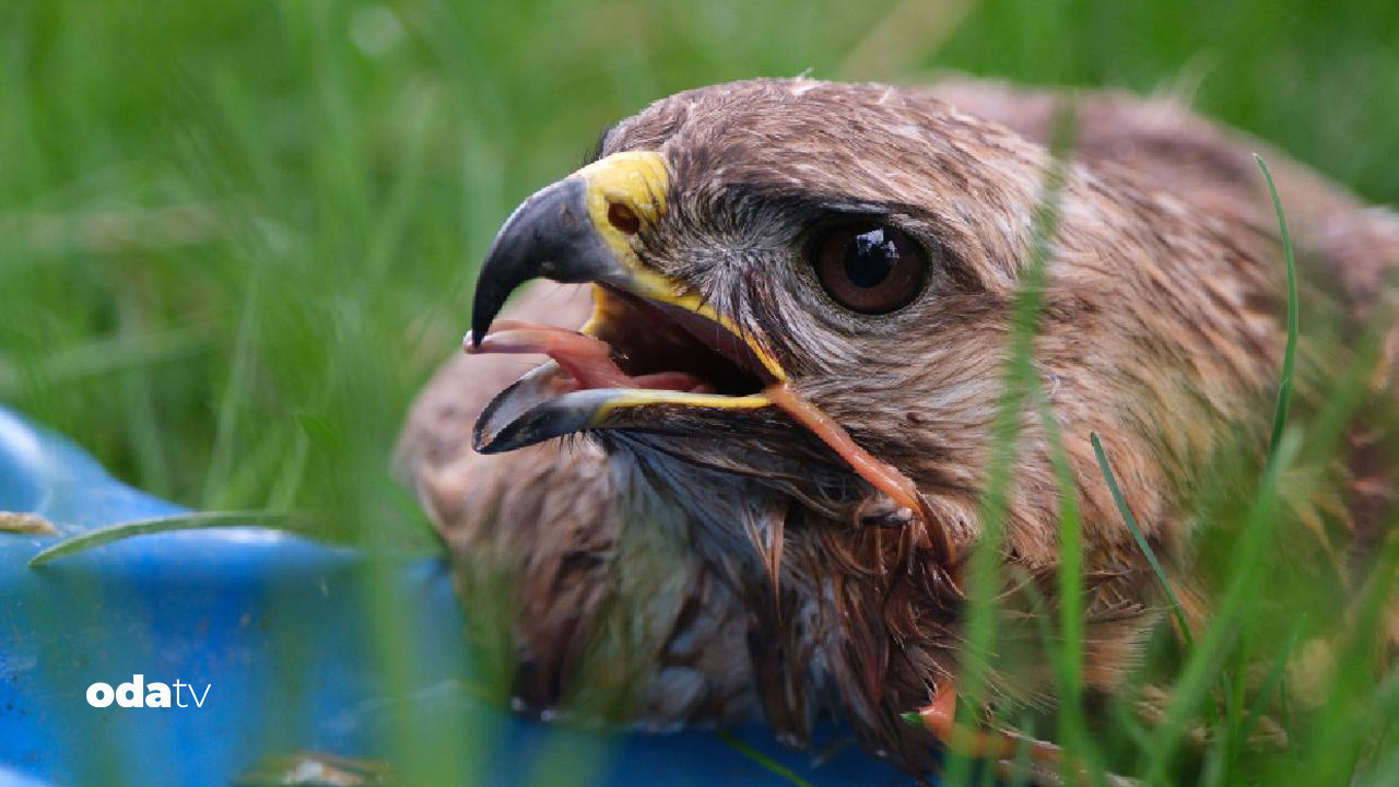 sahin avi pahaliya patladi neler cikti neler 9NNKcRvg.jpg