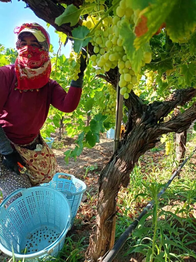 Sarıgöl’de Üzüm Hasadı Yoğun Bir Şekilde Devam Ediyor