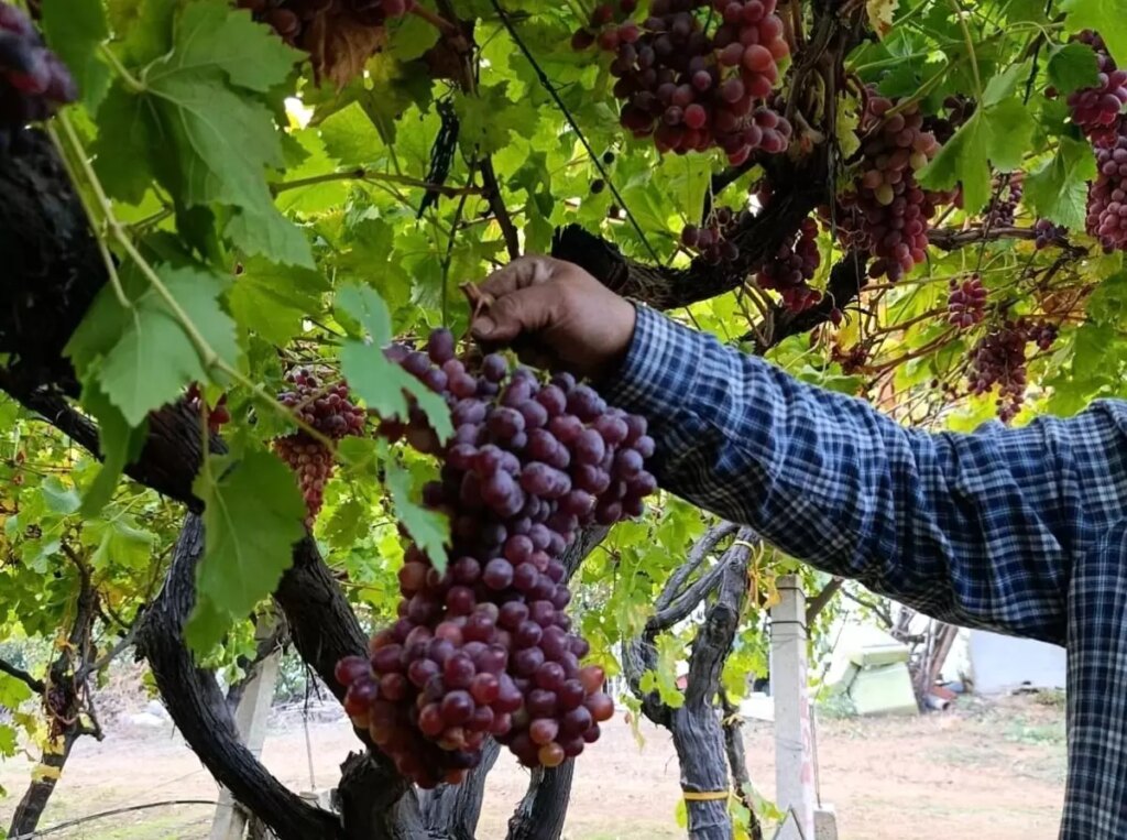 Sarıgöl’de Üzüm Rekoru: 1.740 Gram!