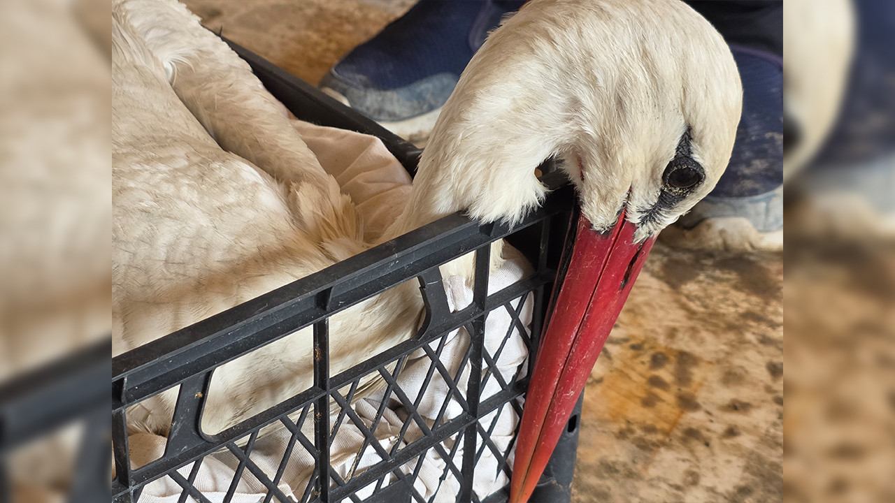 Hatay’da Leylek Avı: Yasa Dışı Avcılık İle Mücadelede Alarm Zilleri Çalıyor