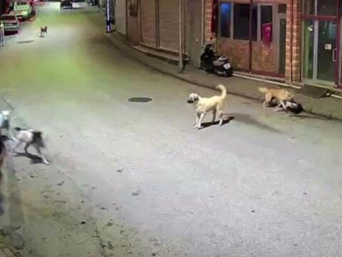 Orduda kucuk cocuk sokak kopeklerinin saldirisina ugradi ZBxqkIRu